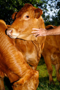 Limousin cows in Farmer John’s pasture.